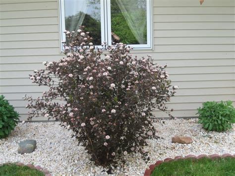 How to make cactus flower. Summer Wine Ninebark -Perenniel -Full Sun -5-6' tall 5-6 ...