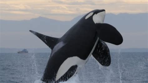As Southern Resident Killer Whales Dwindle More Food Options Mean