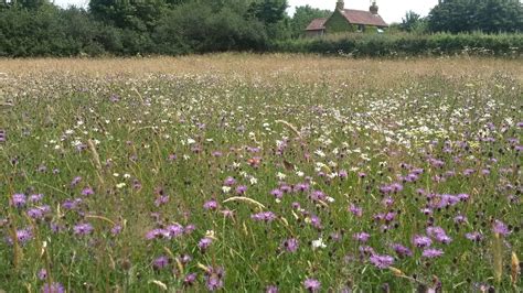 Species Rich Meadows - A Forgotten Landscape