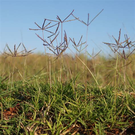 Bermuda grass can be easily planted from grass seed, sod or grass plugs. Three pros share the organic methods that work for them - Sunset Magazine