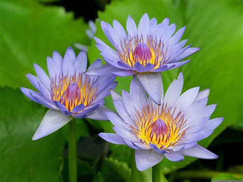 Purple Water Lily Wallpapers Wallpaper Cave
