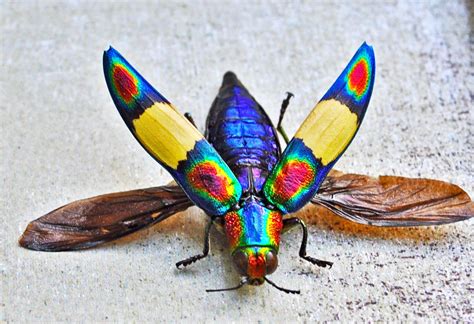 Colorful Beetle Insect Free Hd Wallpapers