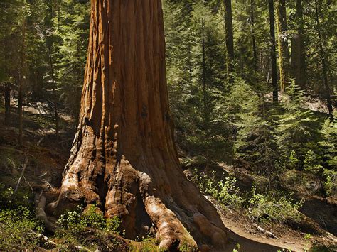 Sentry Sequoia Photograph By Kenneth Sponsler Pixels