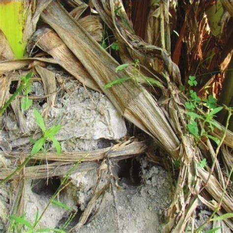 Banana bunchy top virus (bbtv) is a plant pathogenic virus of the family nanoviridae known for infecting banana plants and other crops. (PDF) Integrated Pest Management in Banana