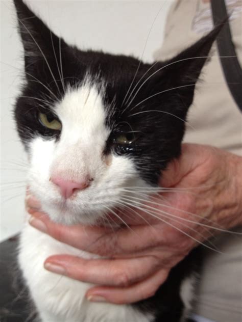 You'll enjoy taking care of your feline friend now more than ever before! How to Treat Cat Abscesses at Home | PetHelpful