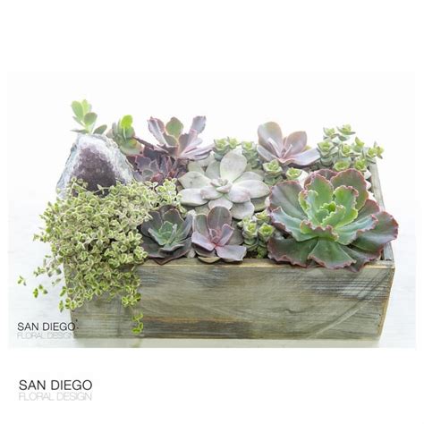 Gina gerson tutor breaks the code of. The Amethyst Succulent Box in San Diego, CA | San Diego ...