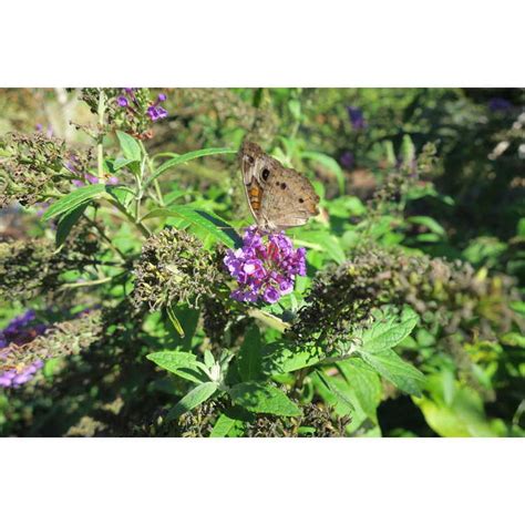 Jc Raulston Arboretum Photographs Of Butterfly Bush