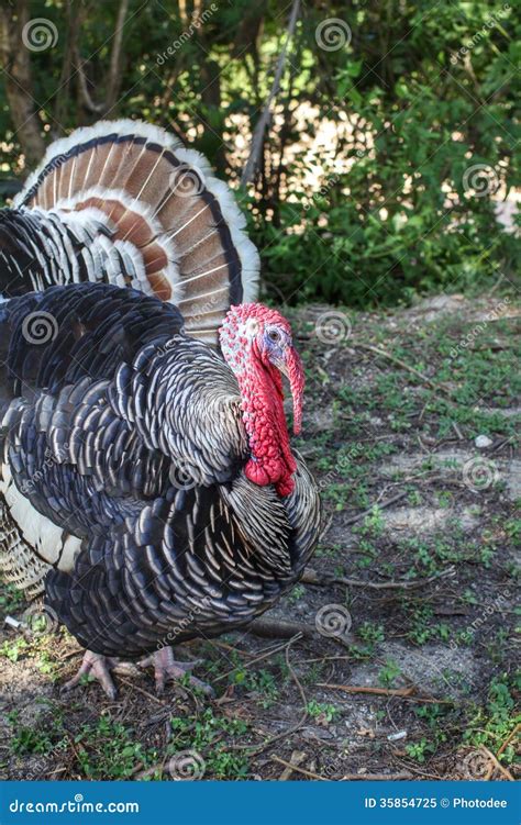 Turkey Cock Stock Image Image Of Beak Agriculture Feather 35854725