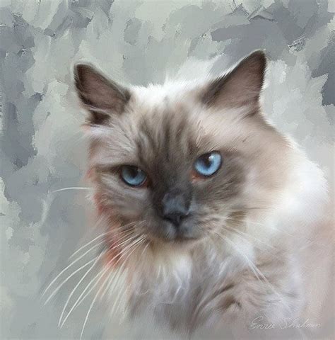 Custom Pet Portrait Ragdoll Cat Cat Portrait Cat Painting Ragdoll