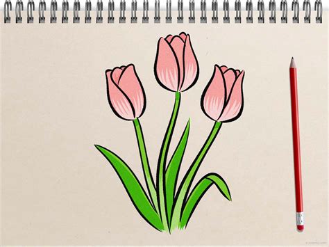 Tulip Drawing How To Draw A Tulip