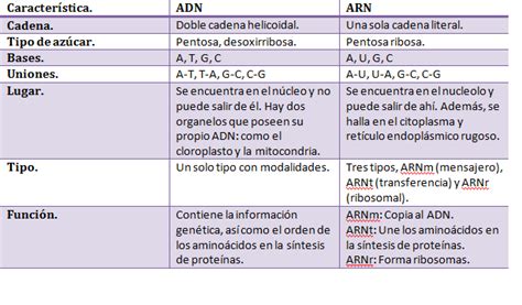 Información de ADN y ARN Cuadros comparativos y cuadros sinópticos Información