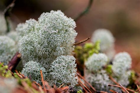 Maybe you would like to learn more about one of these? Looking for lichens - Forestry and Land Scotland