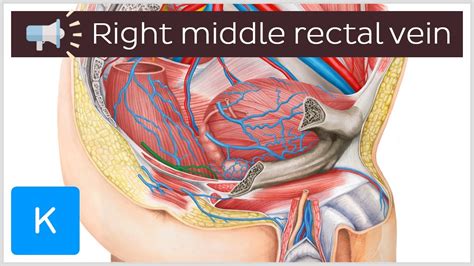 Right Middle Rectal Vein Anatomical Terms Pronunciation By Kenhub