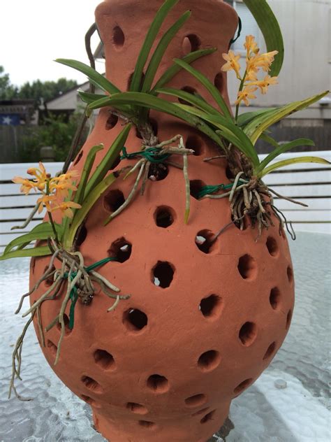We did not find results for: Vanda orchid in terracotta vase | Plantando bulbos ...