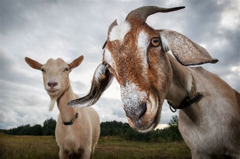 Goats Prefer To Hang Out With People Who Seem Happy Study Finds