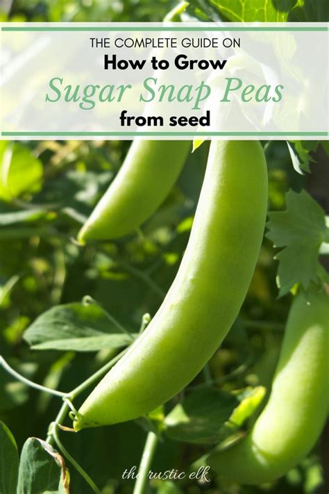 Complete Guide To Growing Sugar Snap Peas Growing Peas Snap Peas