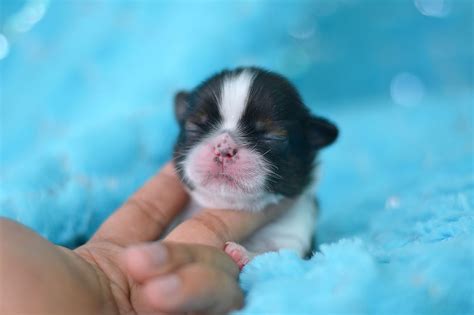 Lancaster puppies advertises puppies for sale in pa, as well as ohio, indiana, new york and other states. cute shih tzu puppy | Cute baby animals, Puppies, Shih tzu puppy