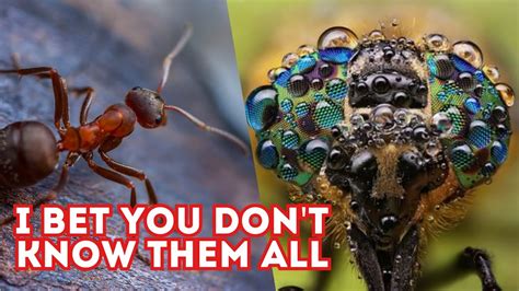 The Top 10 Deadliest Insects In The World Youtube