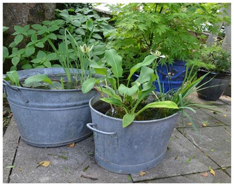 A bigger tub garden is also lower maintenance as water evaporation will empty a tiny water garden faster than a larger one. 77 best Galvanized Tub Water Gardens images on Pinterest ...