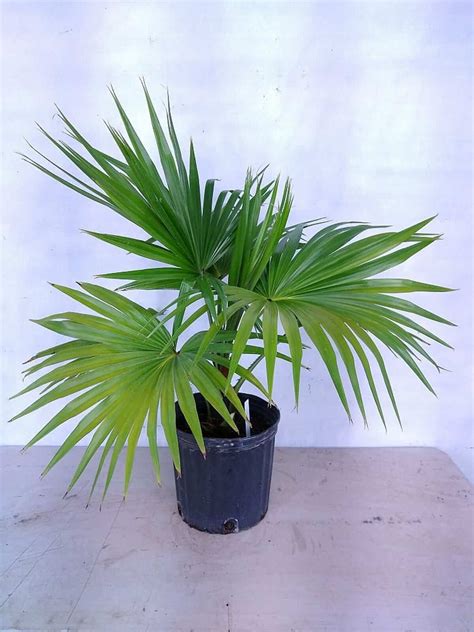 Chinese Fan Palm Care Guide Livistona Chinensis Paisley Plants