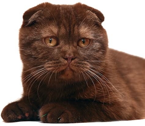The treatment of ear mites in cats is done topically, but you also need to treat. Ear infection treatment for dogs and cats | Lone Sorensen