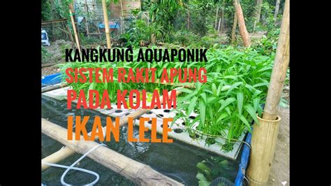 Kangkung Aquaponik Sistem Rakit Apung Diatas Kolam Ikan Lele Review