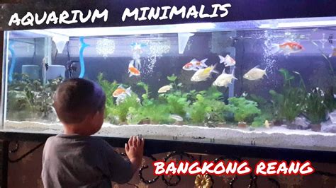 Aquarium Minimalis Youtube