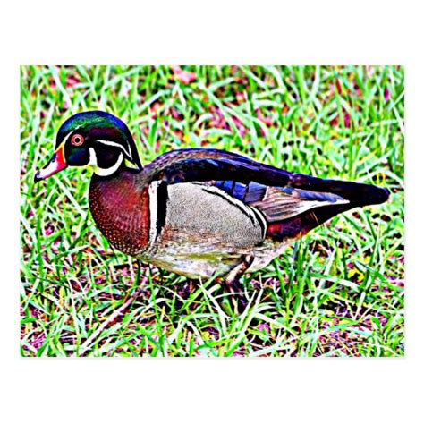Mississippi Wood Duck Postcard Zazzle