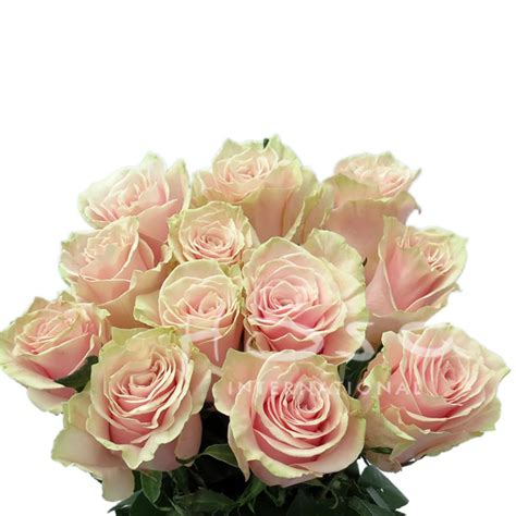 Pink Mondial Rose Bouquet By Ipswich Hearts N Flowers