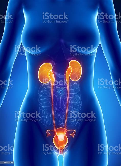 By monique reyes 62132 views. Anatomy Of Female Renal System Xray View Stock Photo - Download Image Now - iStock