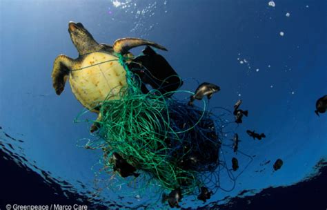 Ocean Pollution 20152016 Endangered Environments