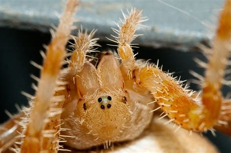 Harveys Spiders N Stuff Cat Faced Spider Araneus Gemmoides