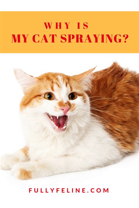 Cat Spraying Why Your Cat Marks His Territory