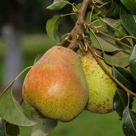 Comice Pear Tree Gurneys Seed And Nursery Co