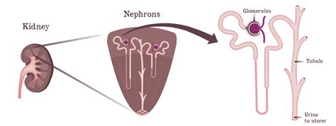 How Kidneys Work Gaytri Manek Formerly Gandotra Md