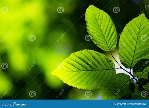 Green Leaves Stock Photo Image Of Leaves Outdoors Nature 5902916