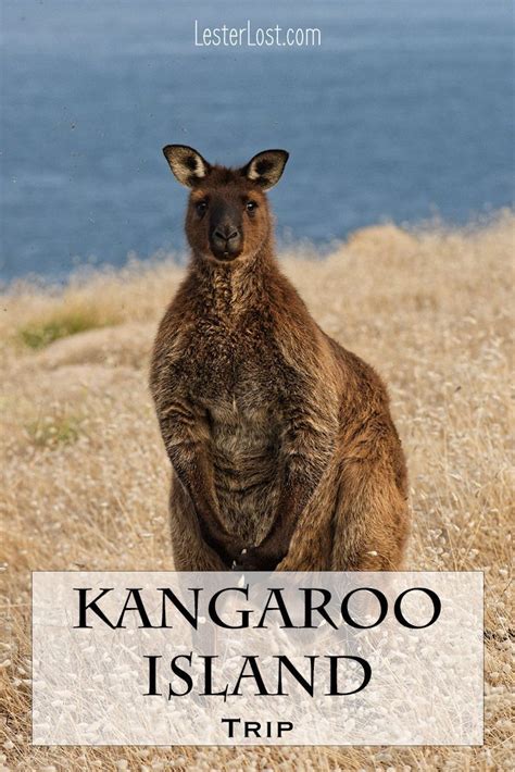 The Best Things To Do On Your Kangaroo Island Holidays Lesterlost