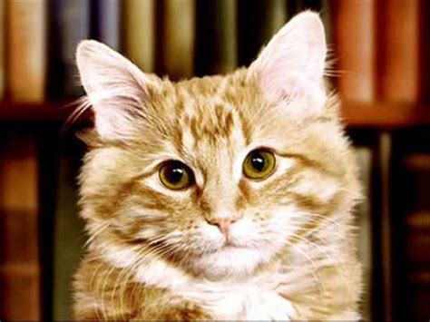 It is an interesting story about a cat that meant a lot to many people. Dewey Readmore Books Memories - YouTube