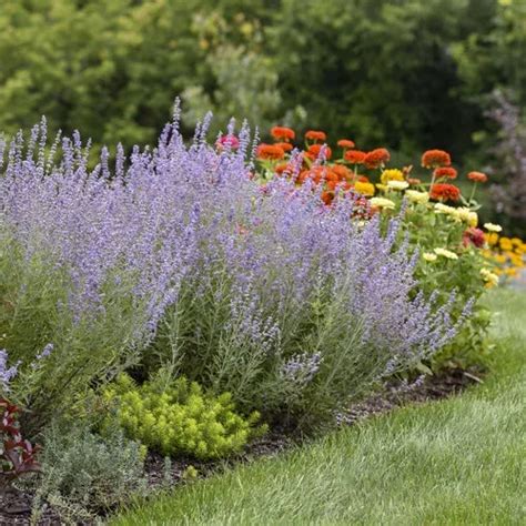 Get To Know Russian Sage The Tree Center™