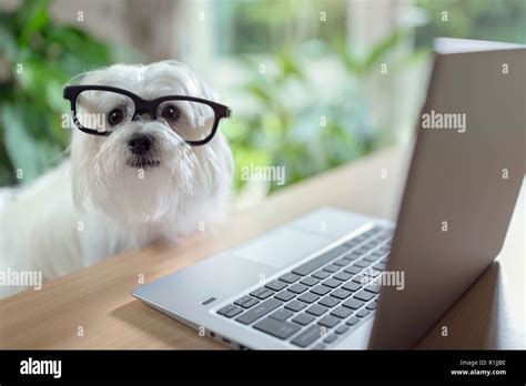 Dog With Glasses Using Laptop Computer Stock Photo Alamy