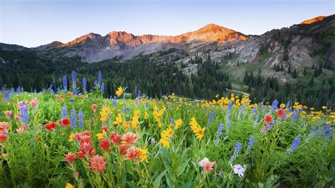 Dawn Breaks Over The Wildflowers In Albion Basin At The Alta Ski Area