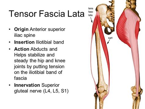 Tensor Fascia Lata Hip Anatomy Gross Anatomy Muscle Anatomy Fascia