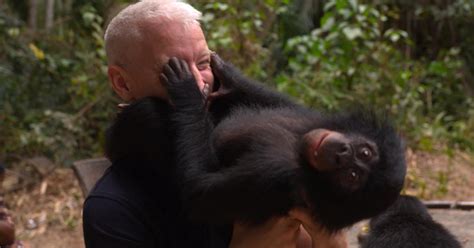 894 316 tykkäystä · 2 538 puhuu tästä. The playful world of baby bonobos - CBS News