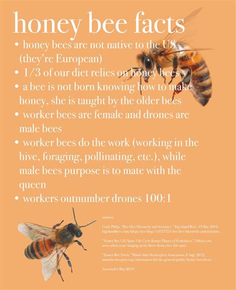 Honey Bee Fun Facts Orange Info Graphic Aesthetic With Images Honey Bee Facts Bee Facts