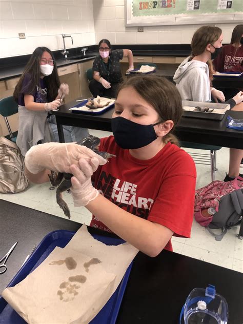 Heritage Grove MS on Twitter: "7th grade dissecting 🐸today in classes