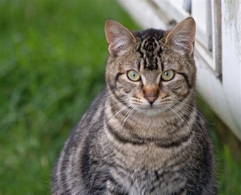 What Breed Is A Tabby Cat Cats Types