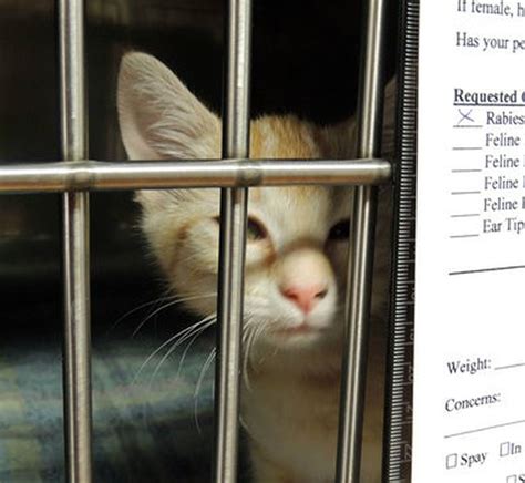 Spaying and neutering are vitally important in helping reduce pet overpopulation. Fayetteville volunteers open low-cost spay and neuter ...