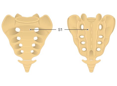 Sacral Anatomy