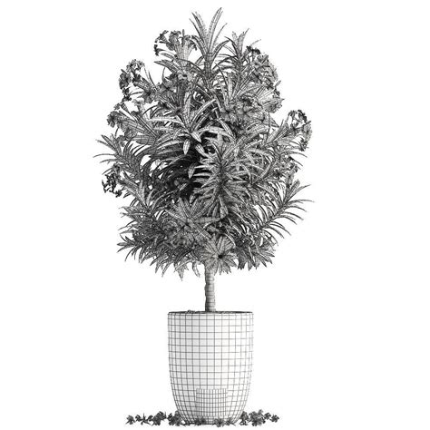 Collection Nerium Oleander 01 3d Model Cgtrader