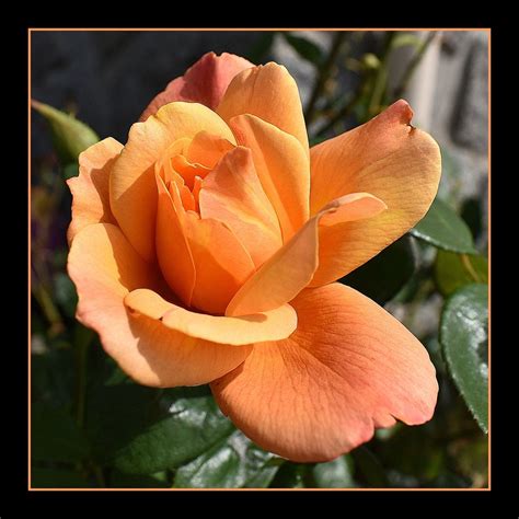 Rose De Mon Jardin Photo Et Image Fleurs Fleurs Nature Images